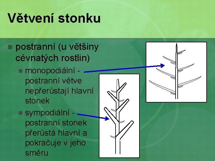 Větvení stonku n postranní (u většiny cévnatých rostlin) monopodiální postranní větve nepřerůstají hlavní stonek