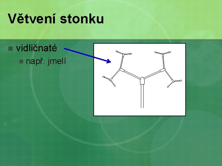 Větvení stonku n vidličnaté n např. jmelí 