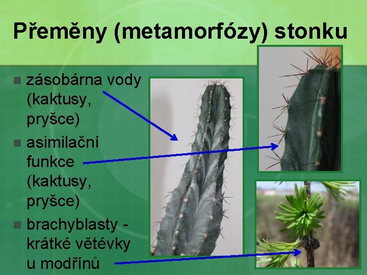 Přeměny (metamorfózy) stonku zásobárna vody (kaktusy, pryšce) n asimilační funkce (kaktusy, pryšce) n brachyblasty