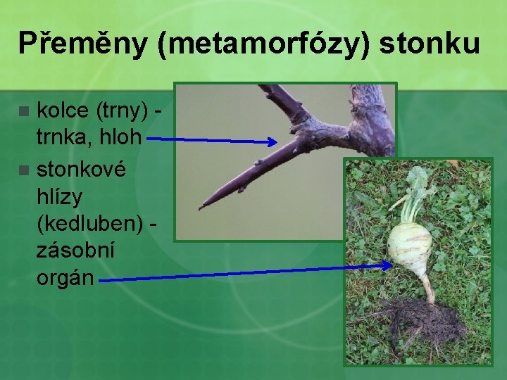 Přeměny (metamorfózy) stonku kolce (trny) trnka, hloh n stonkové hlízy (kedluben) zásobní orgán n