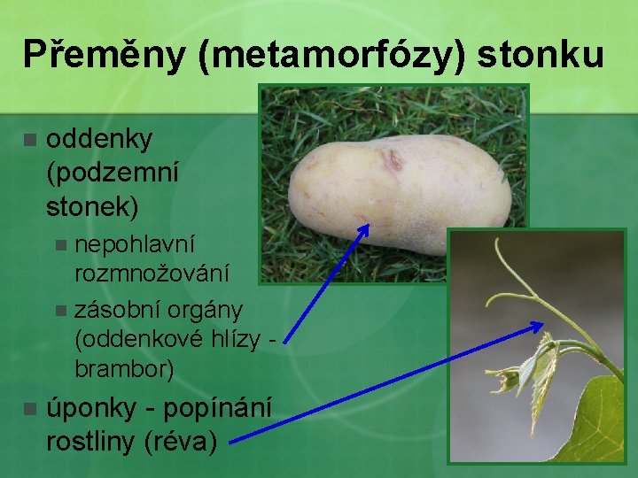 Přeměny (metamorfózy) stonku n oddenky (podzemní stonek) nepohlavní rozmnožování n zásobní orgány (oddenkové hlízy