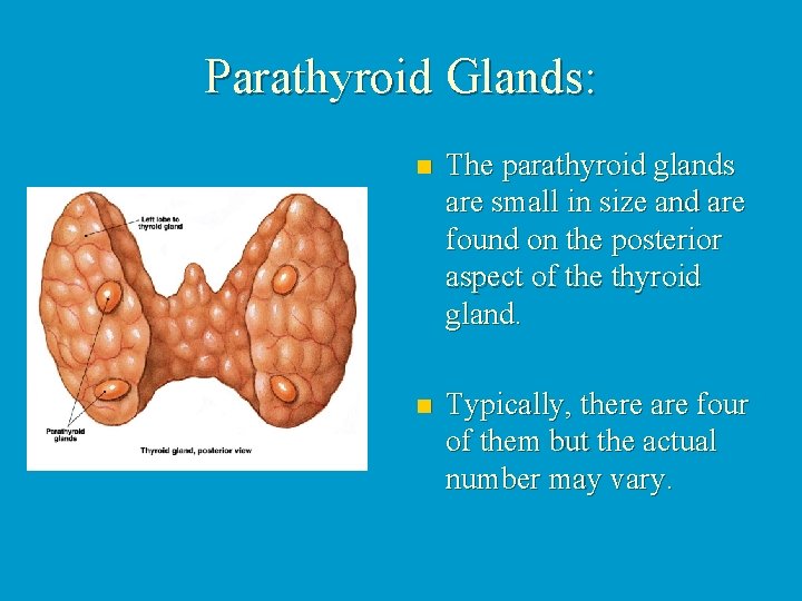 Parathyroid Glands: n The parathyroid glands are small in size and are found on