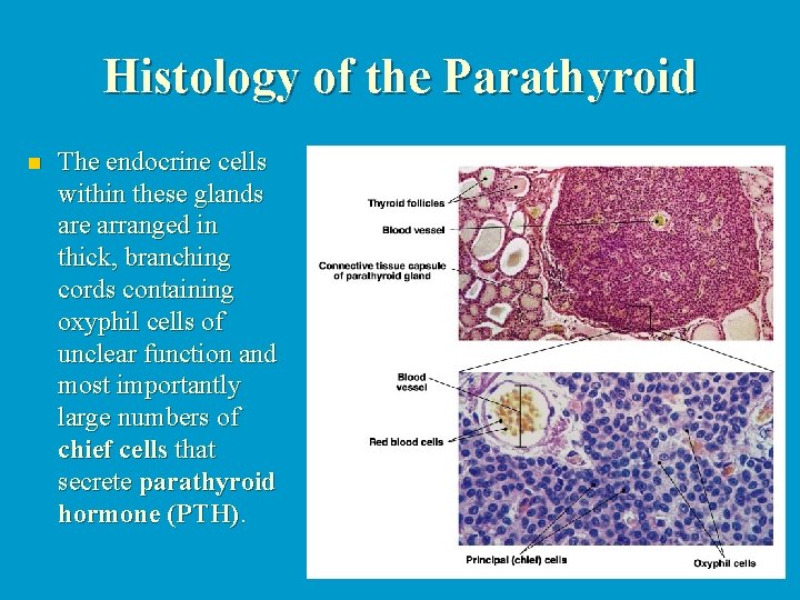 Histology of the Parathyroid n The endocrine cells within these glands are arranged in