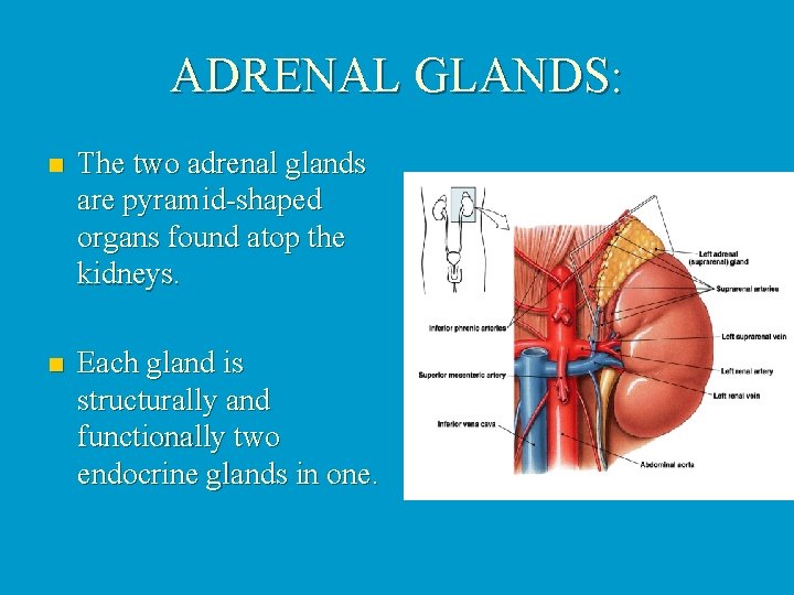 ADRENAL GLANDS: n The two adrenal glands are pyramid-shaped organs found atop the kidneys.