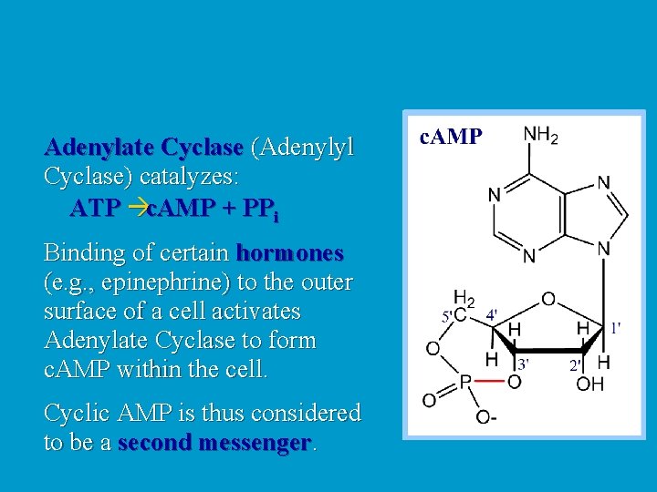 Adenylate Cyclase (Adenylyl Cyclase) catalyzes: ATP c. AMP + PPi Binding of certain hormones