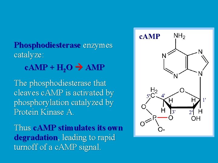 Phosphodiesterase enzymes catalyze: c. AMP + H 2 O AMP The phosphodiesterase that cleaves