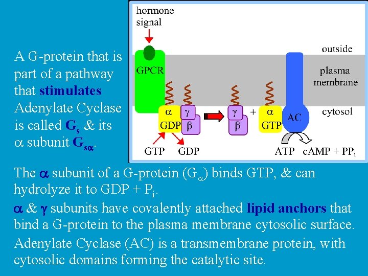 A G-protein that is part of a pathway that stimulates Adenylate Cyclase is called