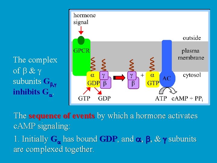 The complex of b & g subunits Gb, g inhibits Ga. The sequence of