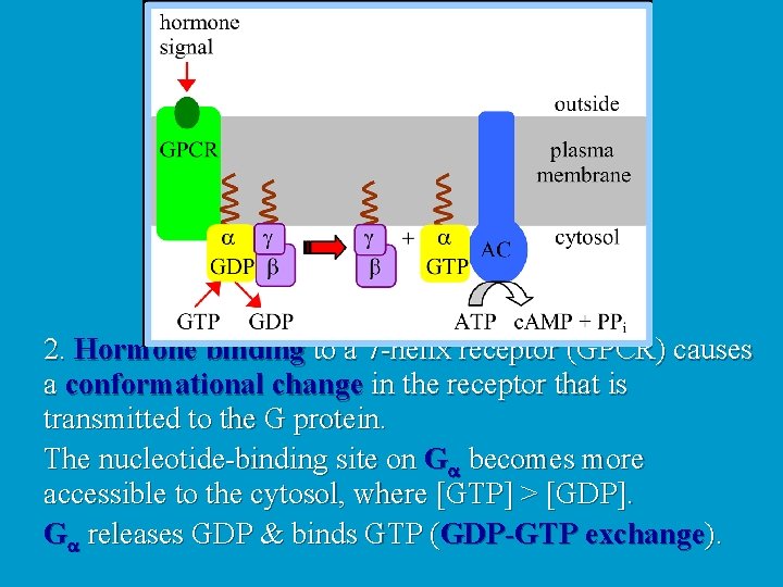 2. Hormone binding to a 7 -helix receptor (GPCR) causes a conformational change in