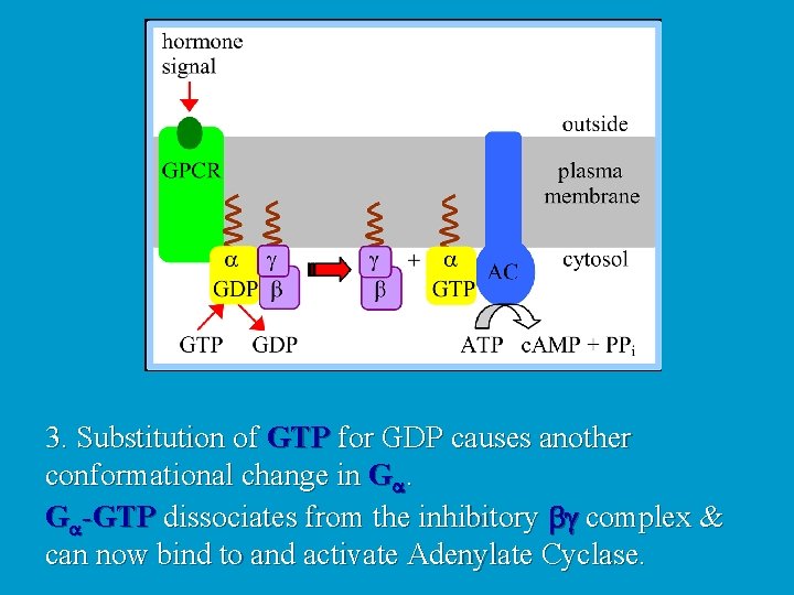 3. Substitution of GTP for GDP causes another conformational change in Ga. Ga-GTP dissociates
