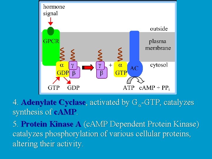 4. Adenylate Cyclase, activated by Ga-GTP, catalyzes synthesis of c. AMP. 5. Protein Kinase