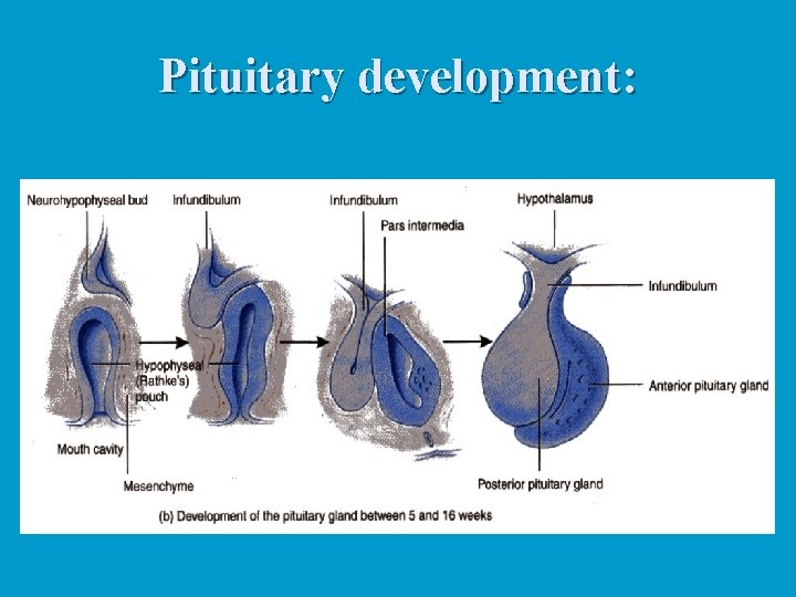 Pituitary development: 