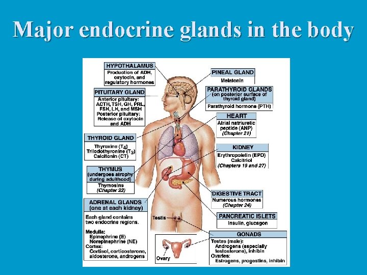 Major endocrine glands in the body 