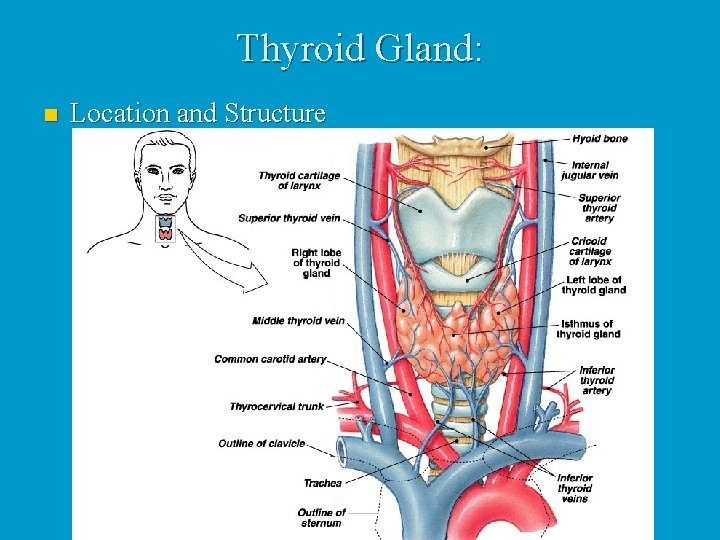 Thyroid Gland: n Location and Structure 