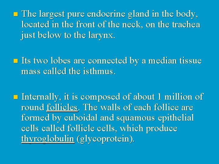n The largest pure endocrine gland in the body, located in the front of