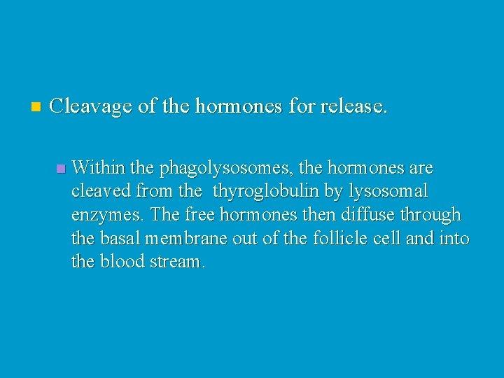 n Cleavage of the hormones for release. n Within the phagolysosomes, the hormones are