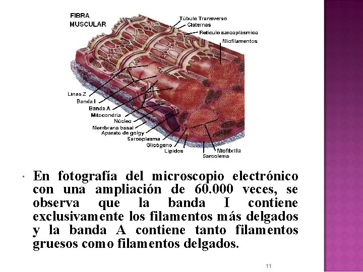  En fotografía del microscopio electrónico con una ampliación de 60. 000 veces, se