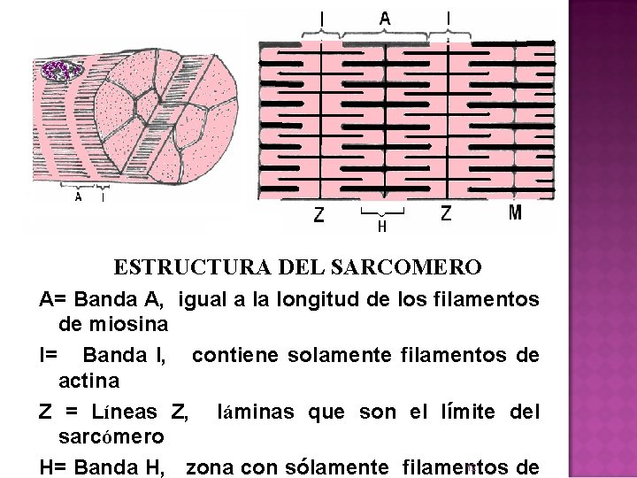  ESTRUCTURA DEL SARCOMERO A= Banda A, igual a la longitud de los filamentos