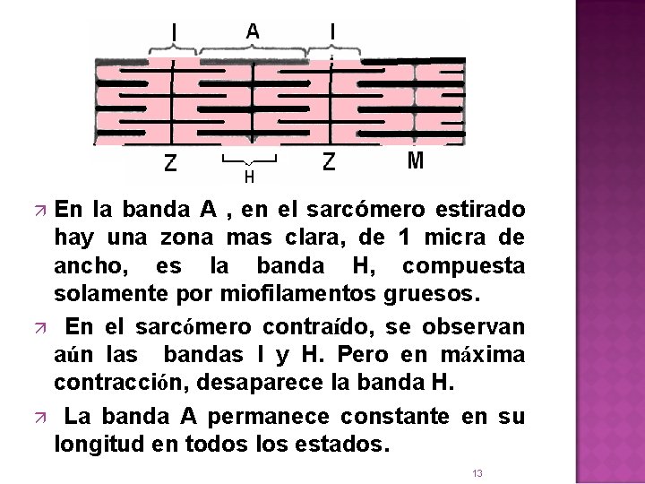 En la banda A , en el sarcómero estirado hay una zona mas clara,