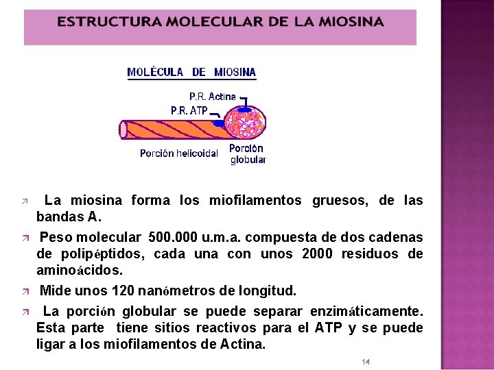 ä La miosina forma los miofilamentos gruesos, de las bandas A. ä ä ä