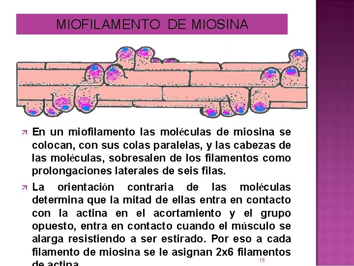 MIOFILAMENTO DE MIOSINA ä ä En un miofilamento las moléculas de miosina se colocan,