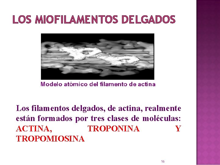 LOS MIOFILAMENTOS DELGADOS Los filamentos delgados, de actina, realmente están formados por tres clases