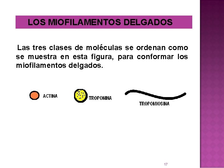 LOS MIOFILAMENTOS DELGADOS Las tres clases de moléculas se ordenan como se muestra en