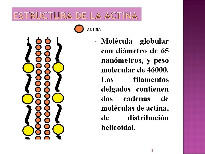  Molécula globular con diámetro de 65 nanómetros, y peso molecular de 46000. Los
