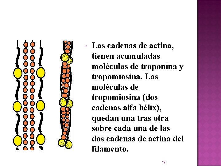  Las cadenas de actina, tienen acumuladas moléculas de troponina y tropomiosina. Las moléculas