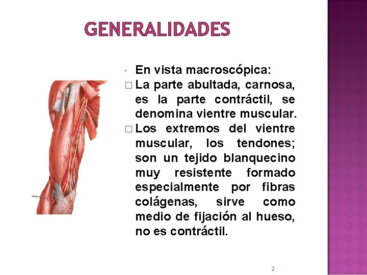 GENERALIDADES En vista macroscópica: � La parte abultada, carnosa, es la parte contráctil, se