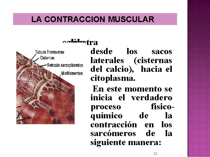  LA CONTRACCION MUSCULAR calcio penetra El desde los sacos laterales (cisternas del calcio),