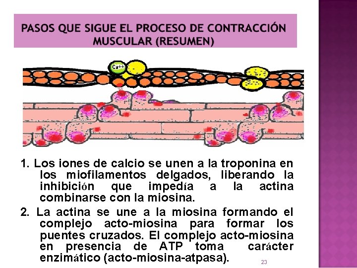 1. Los iones de calcio se unen a la troponina en los miofilamentos delgados,