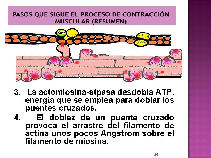 3. La actomiosina-atpasa desdobla ATP, energía que se emplea para doblar los puentes cruzados.