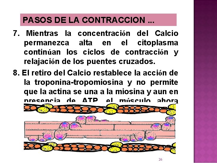 PASOS DE LA CONTRACCION. . . 7. Mientras la concentración del Calcio permanezca alta