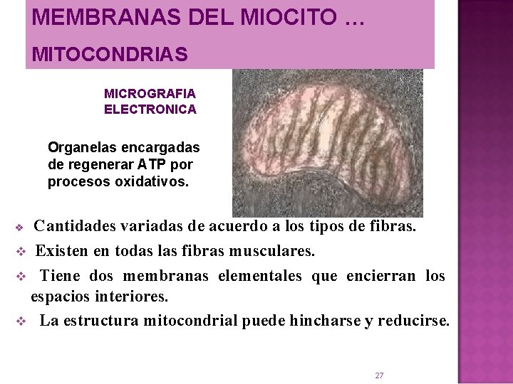 MEMBRANAS DEL MIOCITO … MITOCONDRIAS MICROGRAFIA ELECTRONICA Organelas encargadas de regenerar ATP por procesos