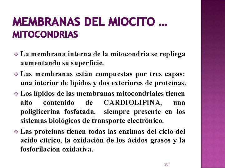 MEMBRANAS DEL MIOCITO … MITOCONDRIAS La membrana interna de la mitocondria se repliega aumentando