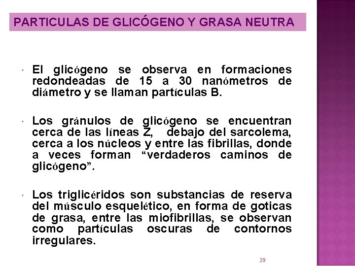 PARTICULAS DE GLICÓGENO Y GRASA NEUTRA El glicógeno se observa en formaciones redondeadas de