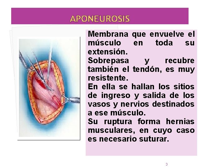 APONEUROSIS Membrana que envuelve el músculo en toda su extensión. Sobrepasa y recubre también