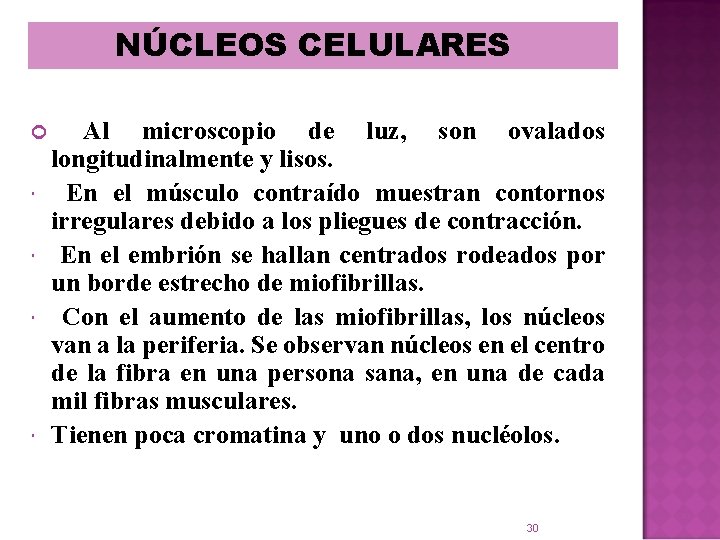 NÚCLEOS CELULARES ¢ Al microscopio de luz, son ovalados longitudinalmente y lisos. En el