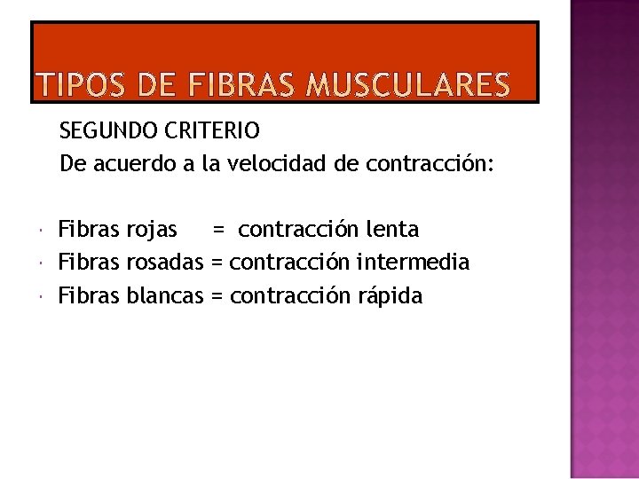 SEGUNDO CRITERIO De acuerdo a la velocidad de contracción: Fibras rojas = contracción lenta