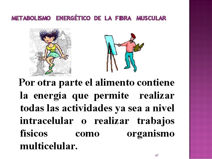 METABOLISMO ENERGÉTICO DE LA FIBRA MUSCULAR Por otra parte el alimento contiene la energía