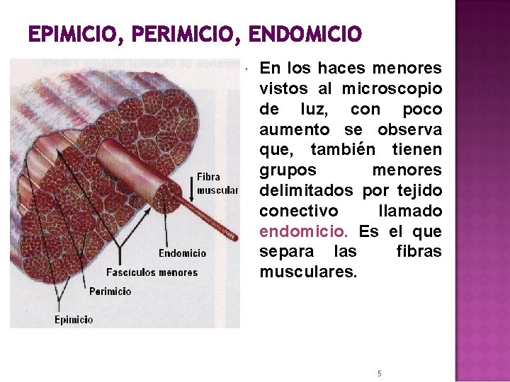 EPIMICIO, PERIMICIO, ENDOMICIO En los haces menores vistos al microscopio de luz, con poco