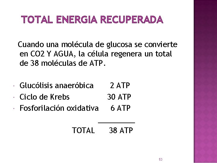 TOTAL ENERGIA RECUPERADA Cuando una molécula de glucosa se convierte en CO 2 Y