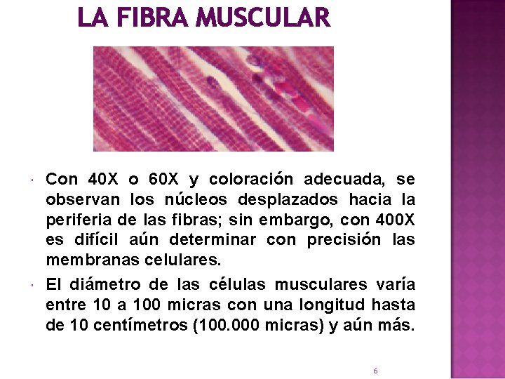 LA FIBRA MUSCULAR Con 40 X o 60 X y coloración adecuada, se observan