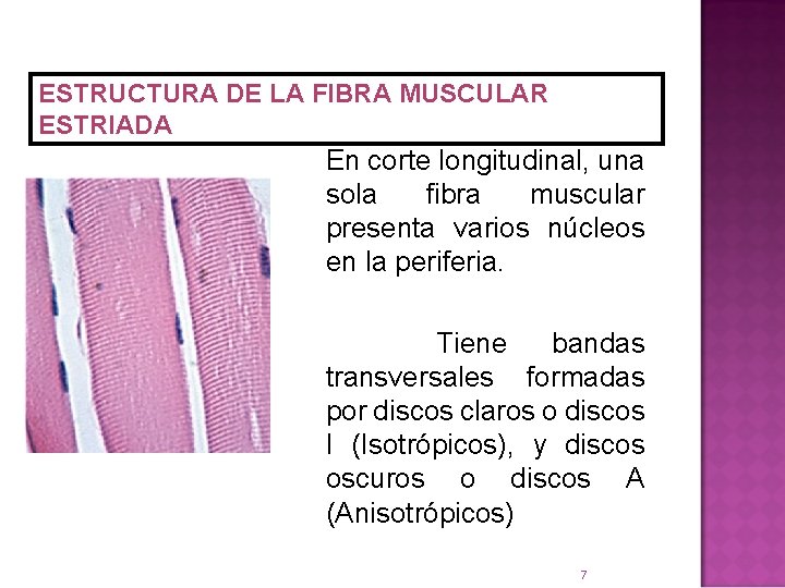 ESTRUCTURA DE LA FIBRA MUSCULAR ESTRIADA En corte longitudinal, una sola fibra muscular presenta