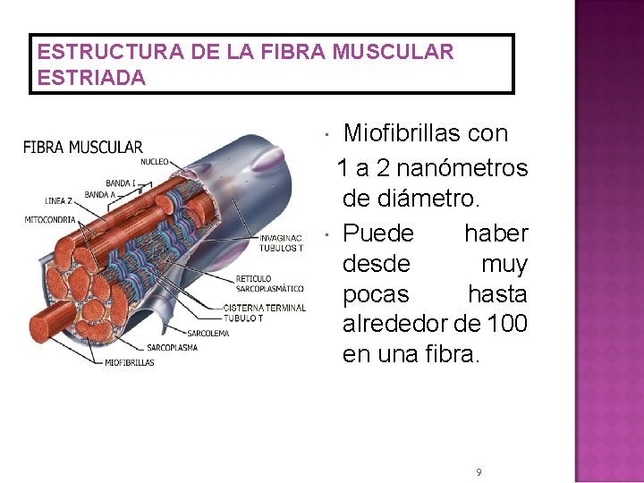 ESTRUCTURA DE LA FIBRA MUSCULAR ESTRIADA Miofibrillas con 1 a 2 nanómetros de diámetro.