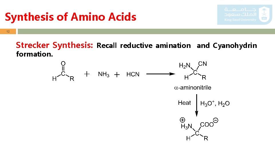 Synthesis of Amino Acids 12 Strecker Synthesis: Recall reductive amination and Cyanohydrin formation. 