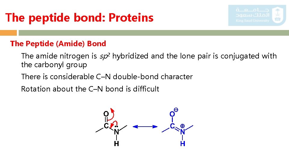 The peptide bond: Proteins The Peptide (Amide) Bond The amide nitrogen is sp 2