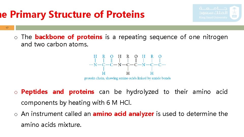 he Primary Structure of Proteins 17 o The backbone of proteins is a repeating