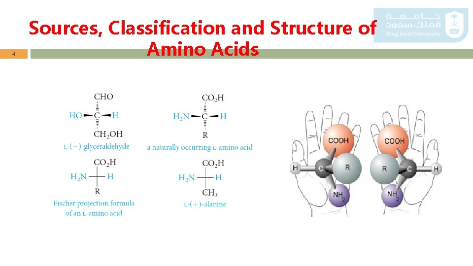 4 Sources, Classification and Structure of Amino Acids 